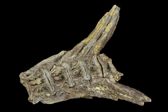 Fossil Fish (Ichthyodectes) Tail Vertebrae - Kansas #127850